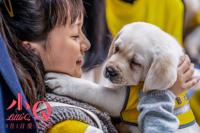 《小Q》发布导盲犬养成记特辑 见证人类最忠诚有爱的伙伴