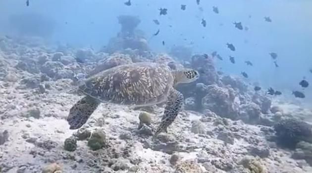 海龜在海里漫游